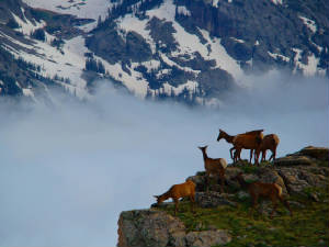 "elk in fog"...click to see more photography